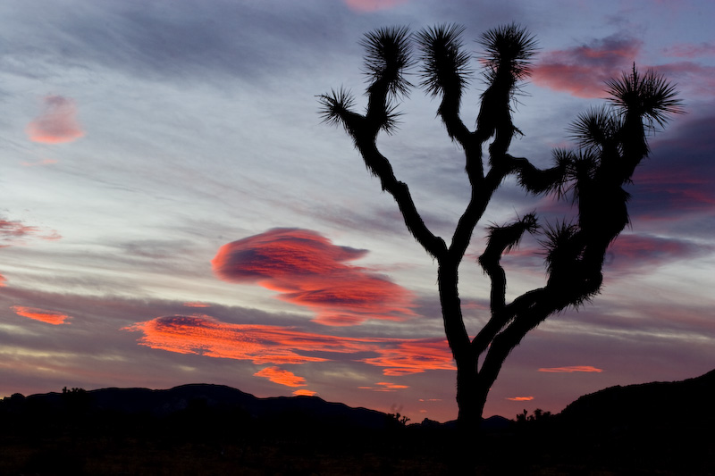 Joshua Tree Silhouette At Sunrise